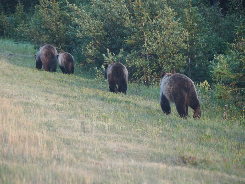 Grizzlies Kananaskis Country Alberta Hwy 40 Simerg Malik Merchant