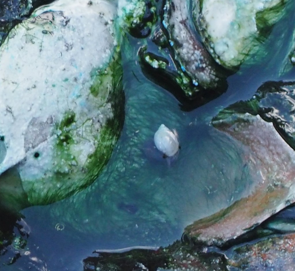 Rare snail, Banff National Park, Cave and Basin, Malik Merchant