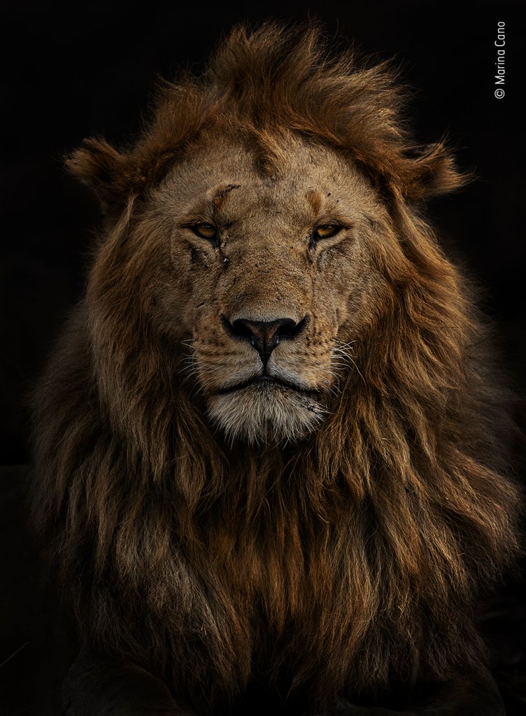 © Marina Cano, Wildlife Photographer of the Year