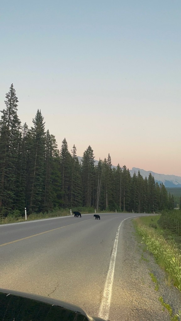 Bears on Hwy 40, Kananaskis Country