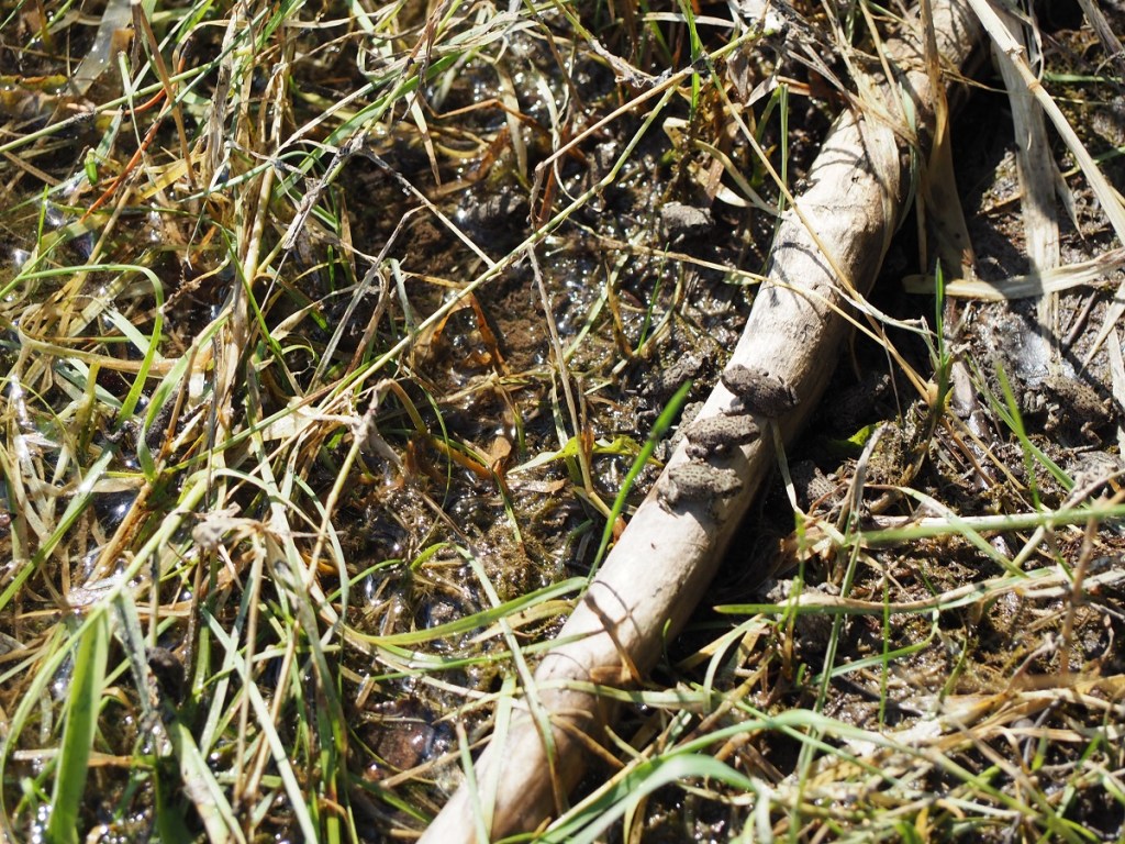 Wedge Pond, Kananaskis, Alberta