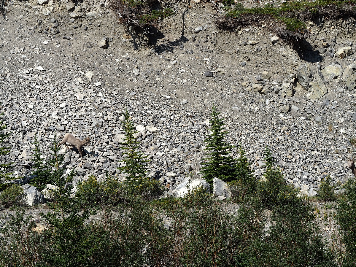 Kananaskis Country Big Horn Sheep near Forget Me Not Pond Nurin and Malik Mercna