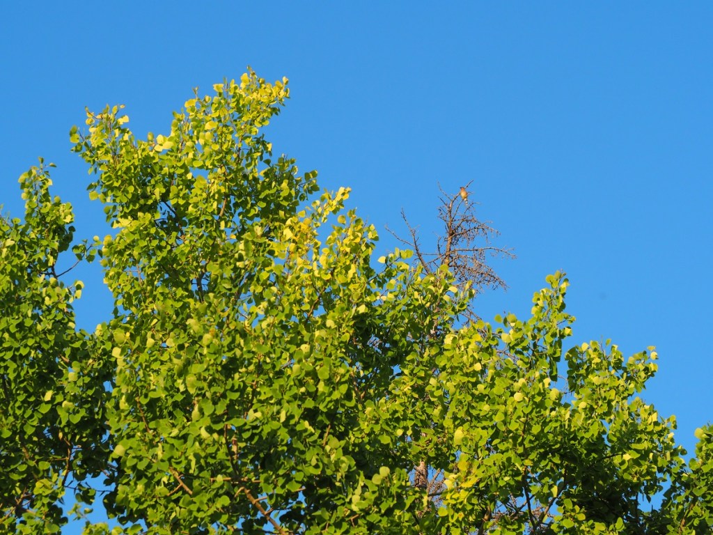 Glenmore Ranch Provincial Park