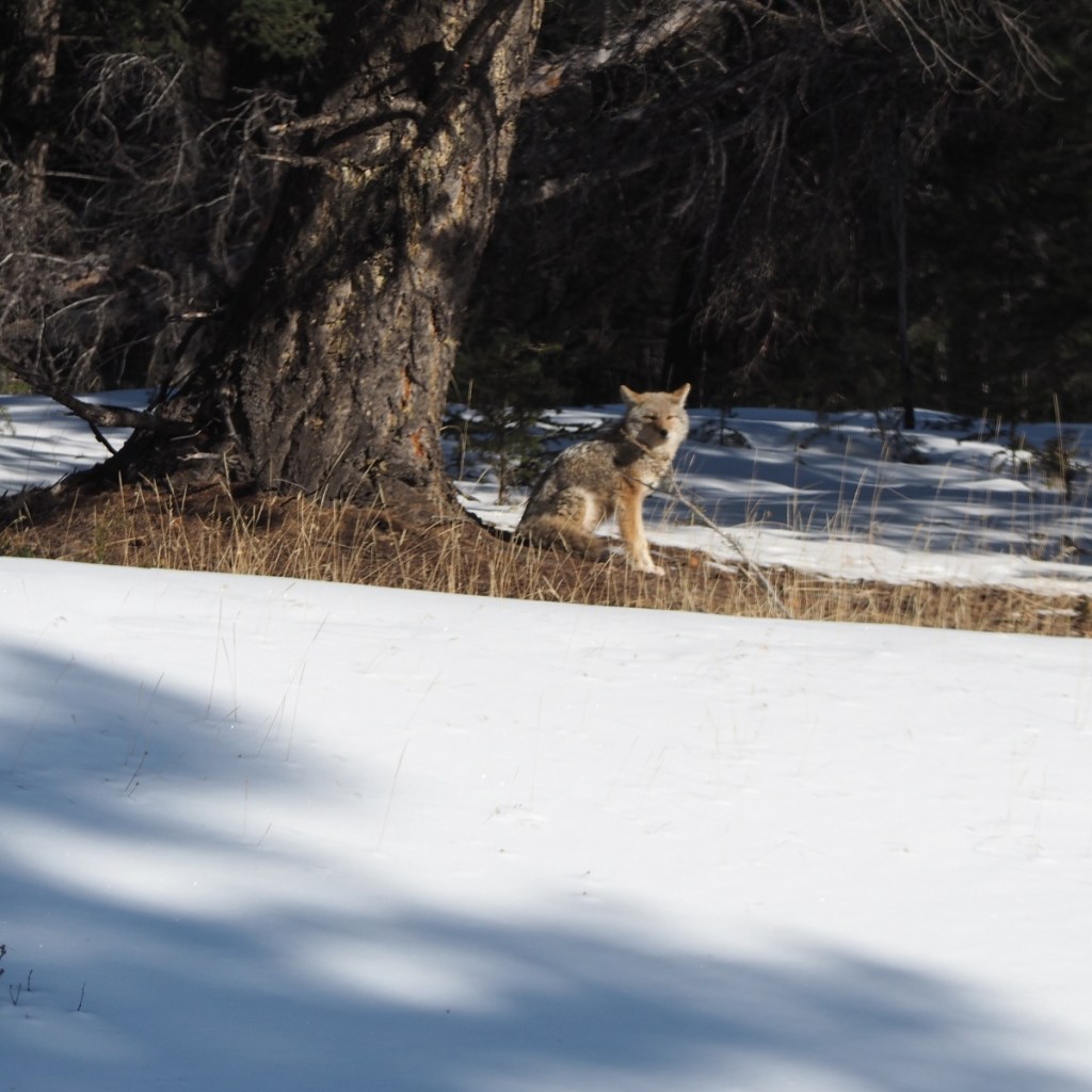 Coyote, Hoodos, Tunnel Mountain Road, Banff