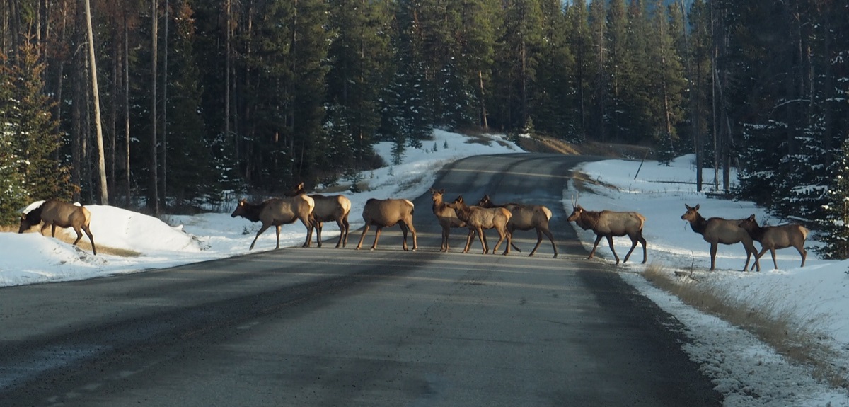 Elk parade Tunnel Mountain Road Ban