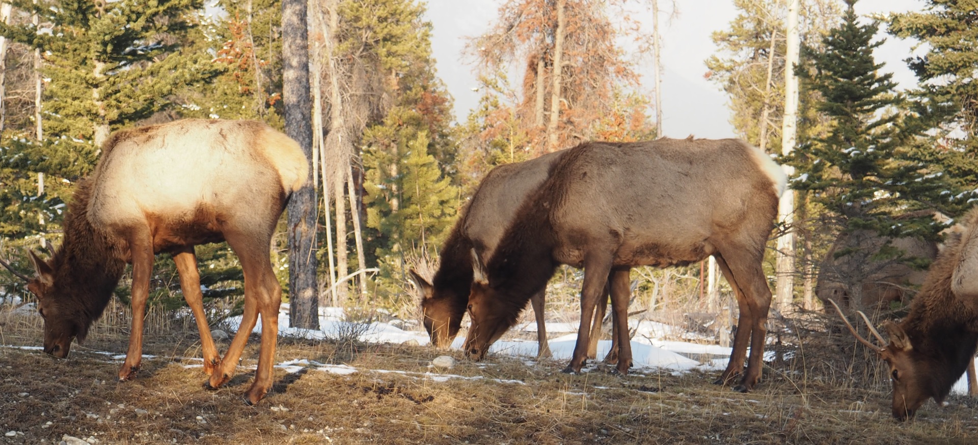 Elks grazing tunnel mountain road.