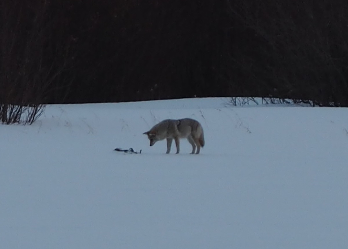 Coyote on Vermillion Lakes Banff