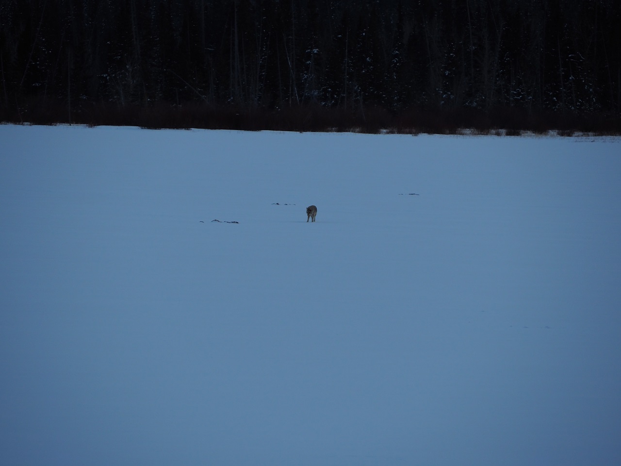 Coyote Vermillions Lakes Malik Merchant photographer, Publisher and editor