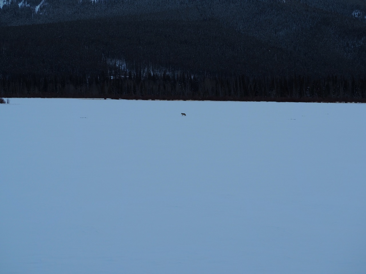 Coyote on Vermillions Lakes, Malik Merchant Simerg Photos