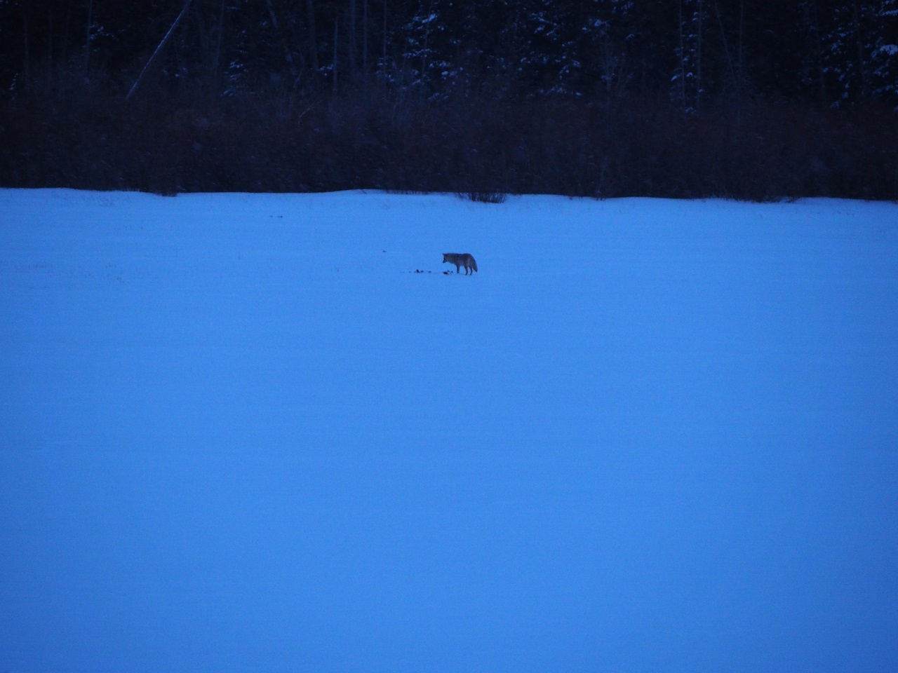 Coyote Vermillion Lakes Banff Simerg Photos