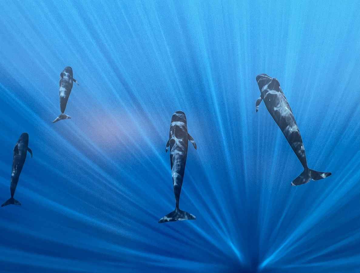 The Living Sea -- Fragile Beauty: Photographs by Prince Hussain Aga Khan displayed in the patio of the Ismaili Centre Toronto, Simergphotos