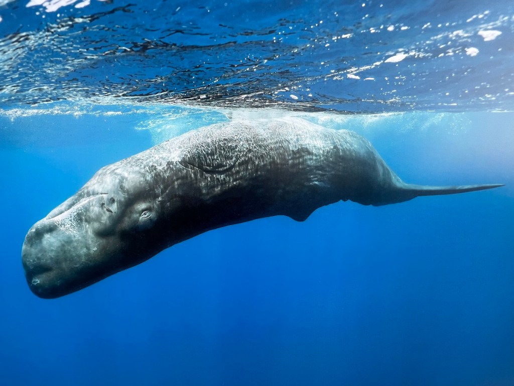 The Living Sea -- Fragile Beauty: Photographs by Prince Hussain Aga Khan displayed in the patio of the Ismaili Centre Toronto