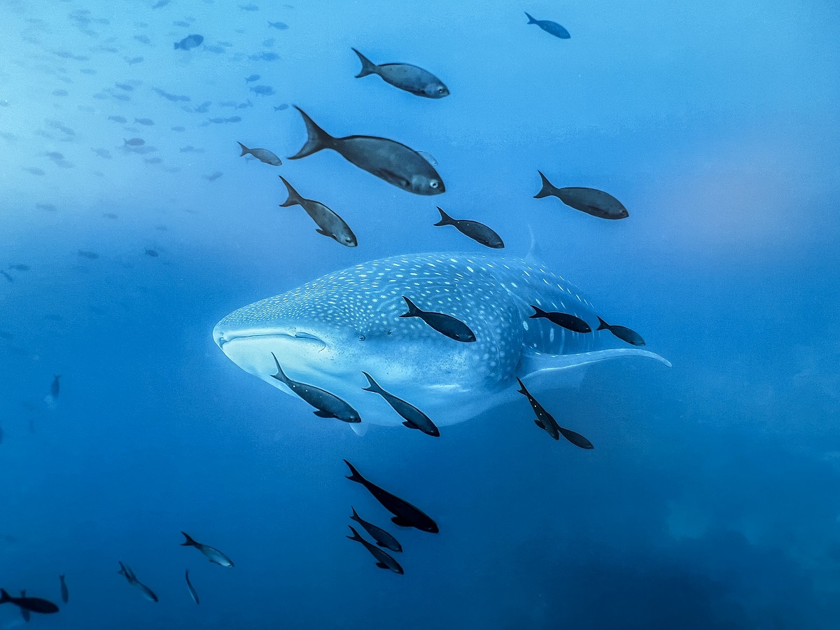 Shafin Valla The Living Sea photos at dawn Ismaili Centre Hussain Aga Khan