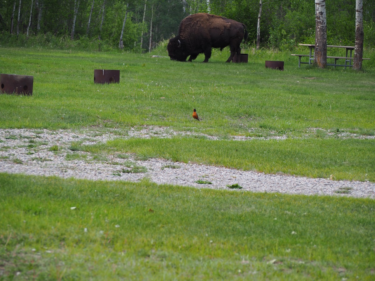 robin and bison elk island national park