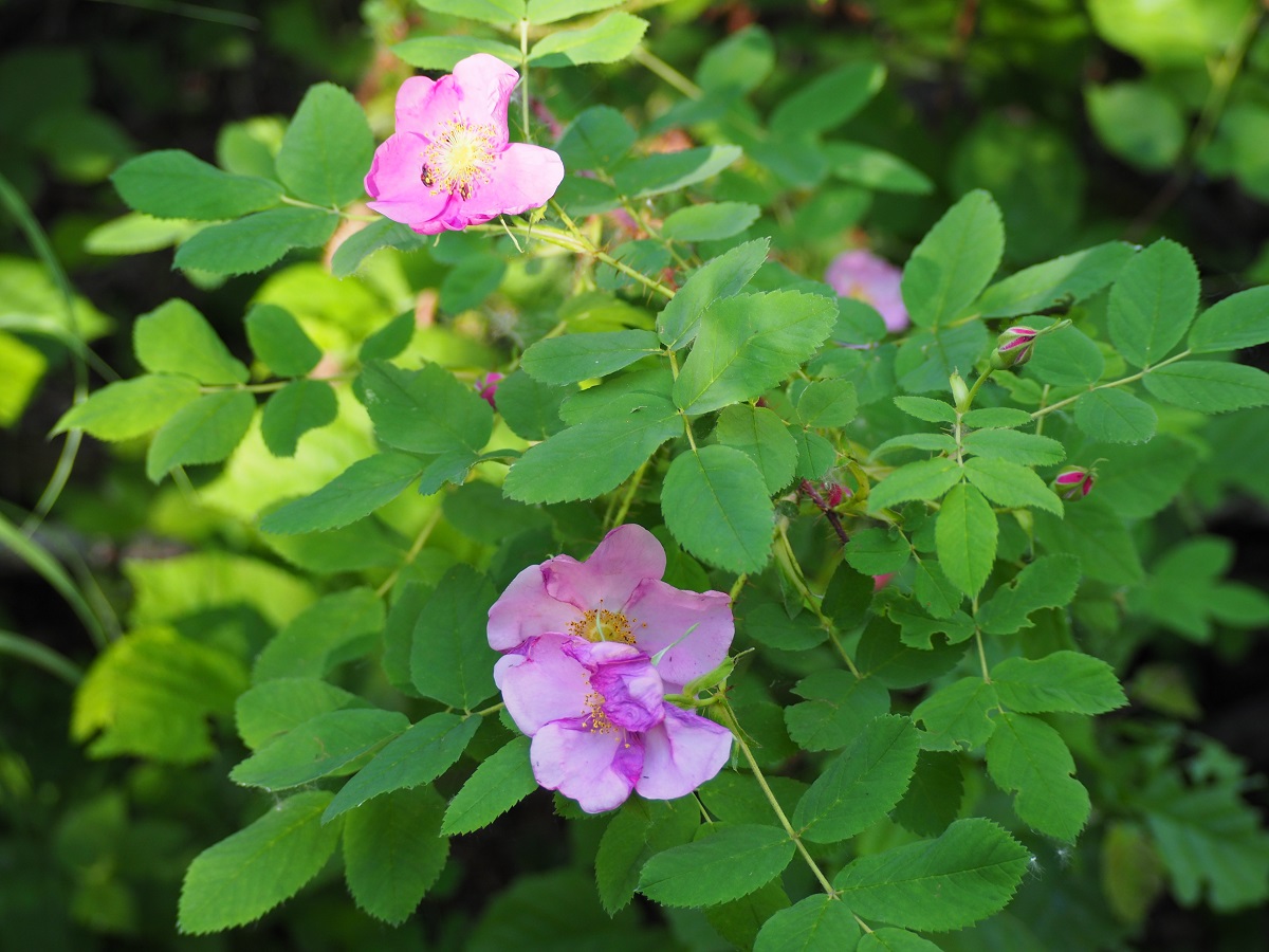 Flowers, Amisk Wuche Trail, Elk Island National Park, June 5-9, 2023.