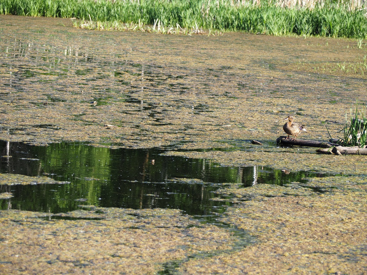 Elk Island National Park Duck, Amisk Wuche Trail, Simerg Photos Malik Merchant