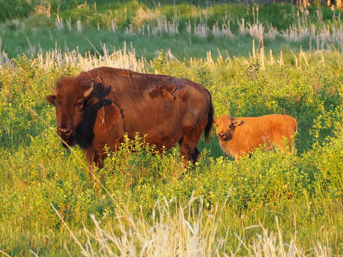 Bison and calf Elk Island National Park Mud Lake Viewpoint