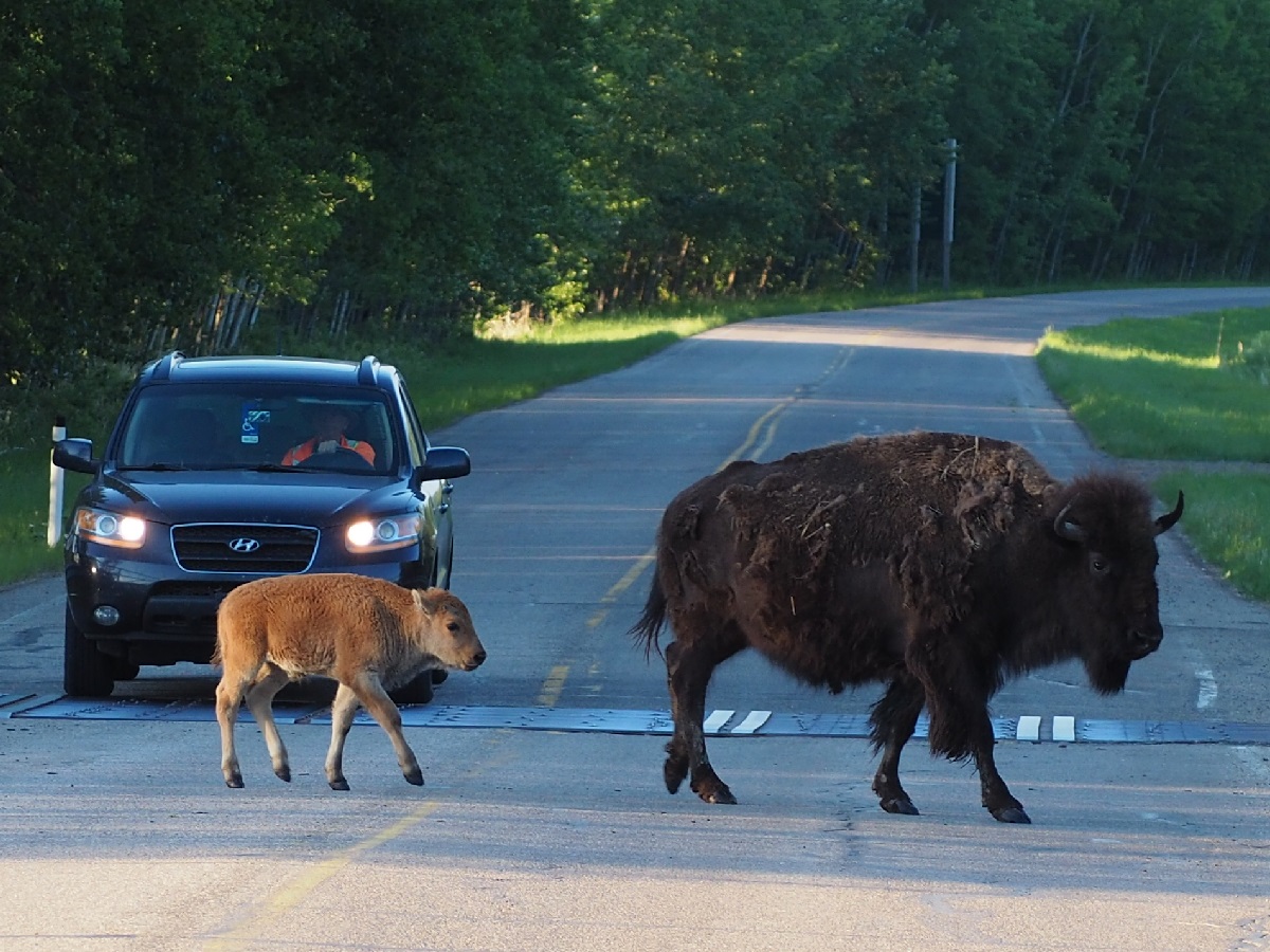 Bisons crossing Elk Isand Parkway