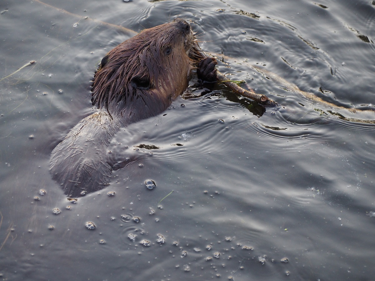 Elk Island National Park, beaver at work