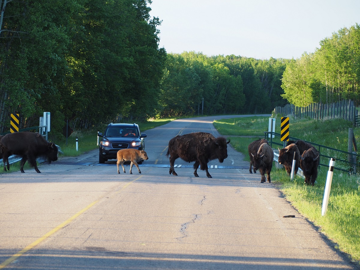 Elk Island National Park Bison Loop Road