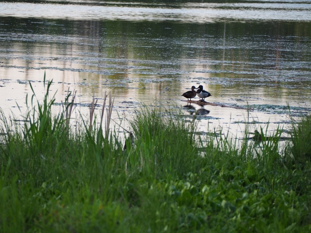 Elk Island National Park