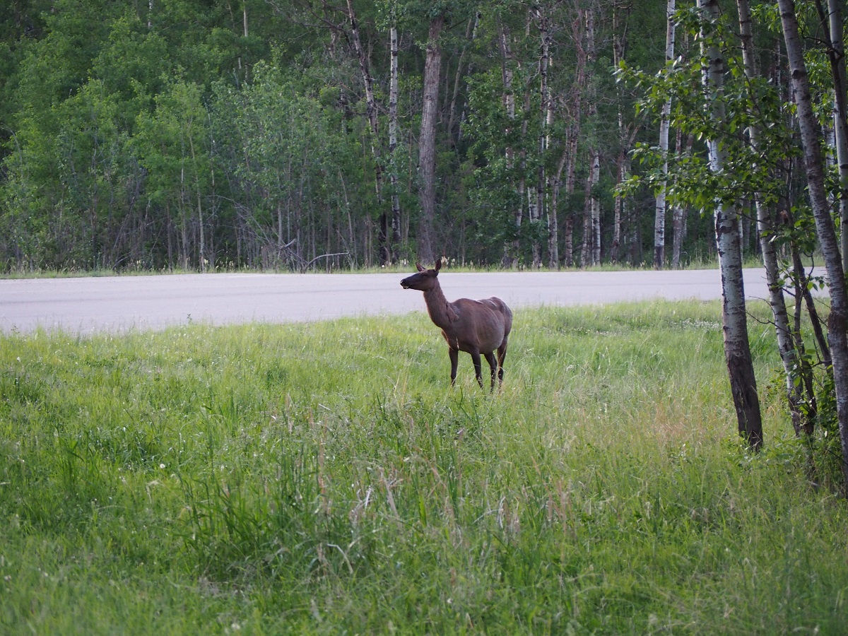 Elk Island National Park