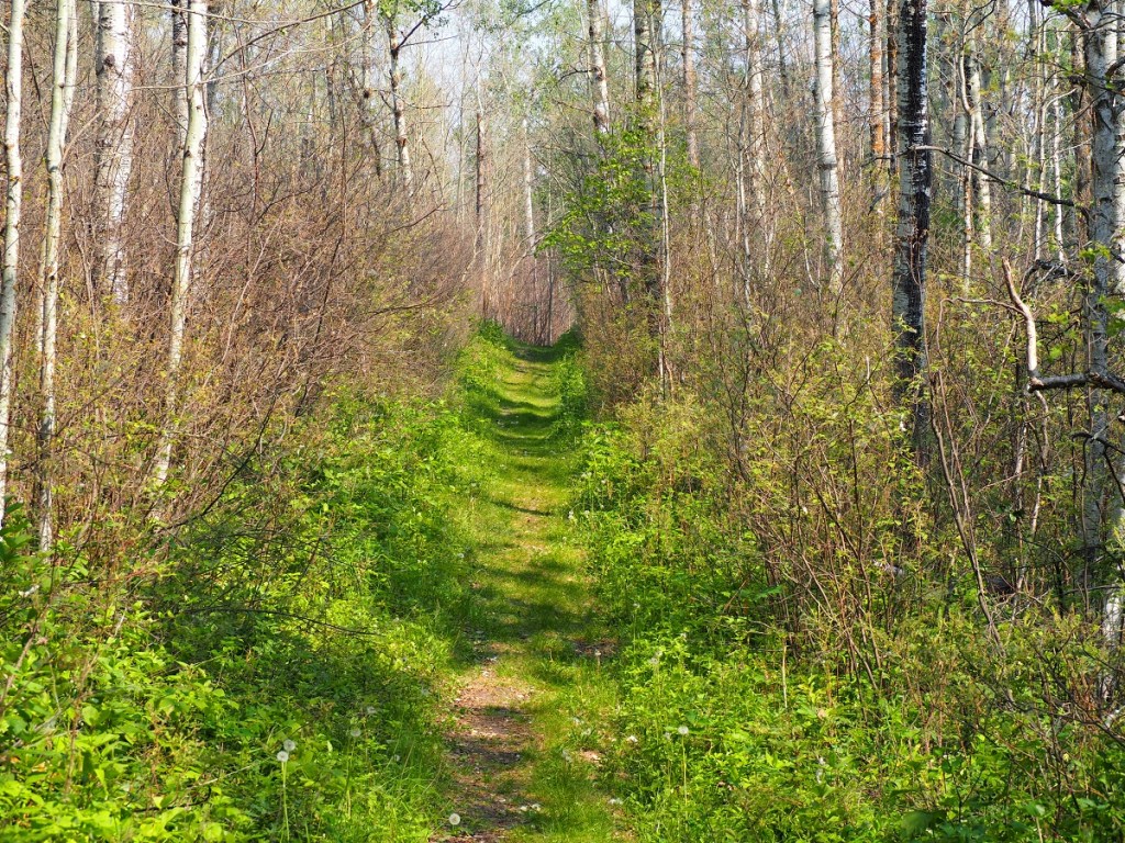 Elk Island National Park, simmons trail