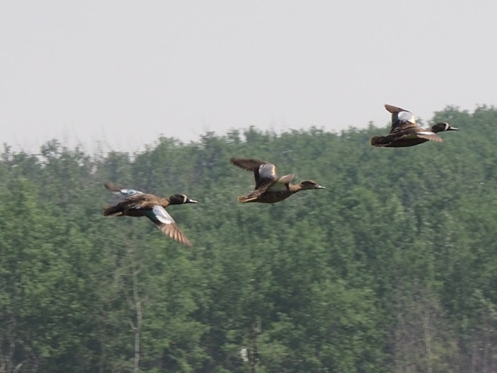Elk Island National Park