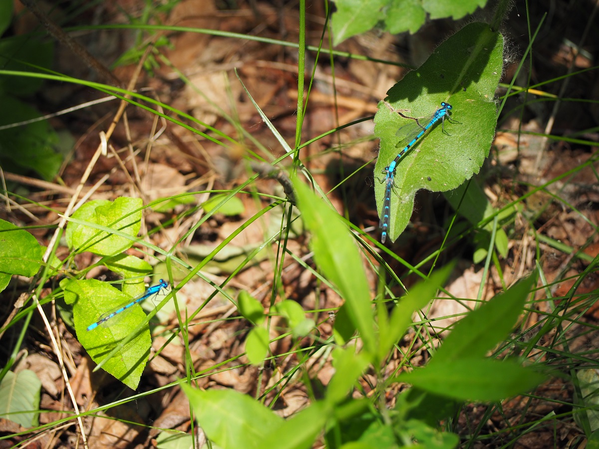 Elk Island National Park dragon flies simmons trail