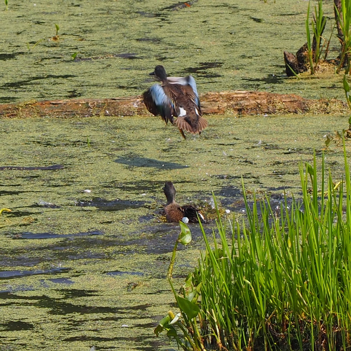 Elk Island National Park