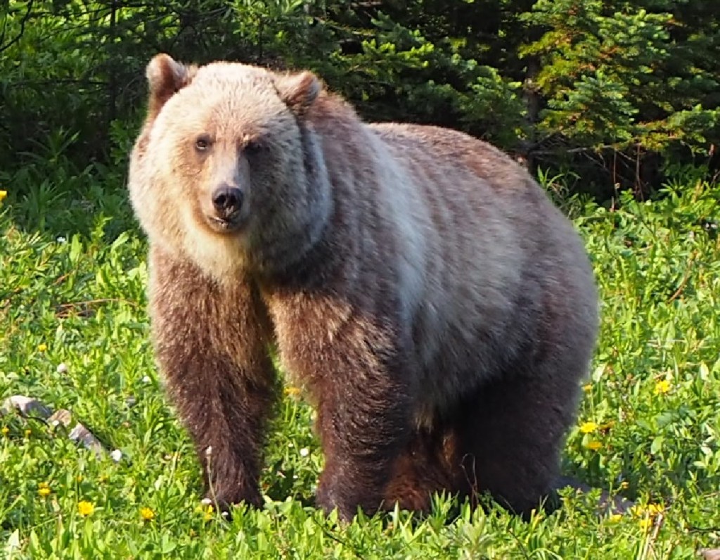 Kananaskis Widow Maker Trail Simergphotos Malik Merchant