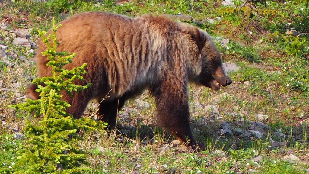 Kananaskis Widow Maker Trail grizzly on Hwy 40 Simergphotos Malik Merchant