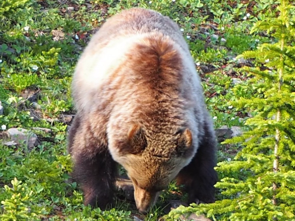 Kananaskis Widow Maker Trail and grizzly bear Simergphotos Malik Merchant