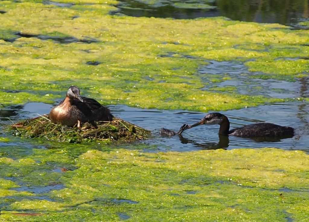 Red-Necked Grebe in Country Hills Calgary Pond, by Malik Merchant Simerg Photos