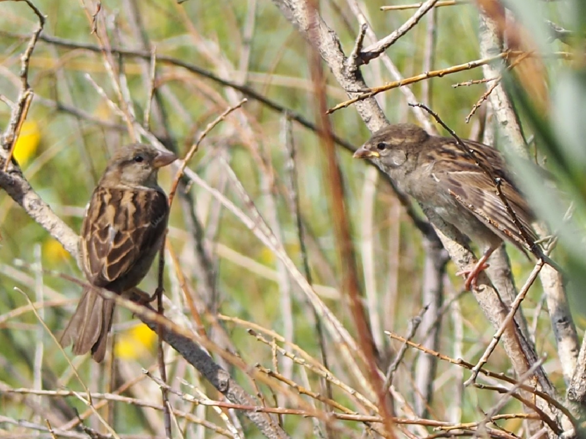wildlife Stormwater Wet Pond on Country Hills Blvd Calgary NE Simergphotos Malik Merchant