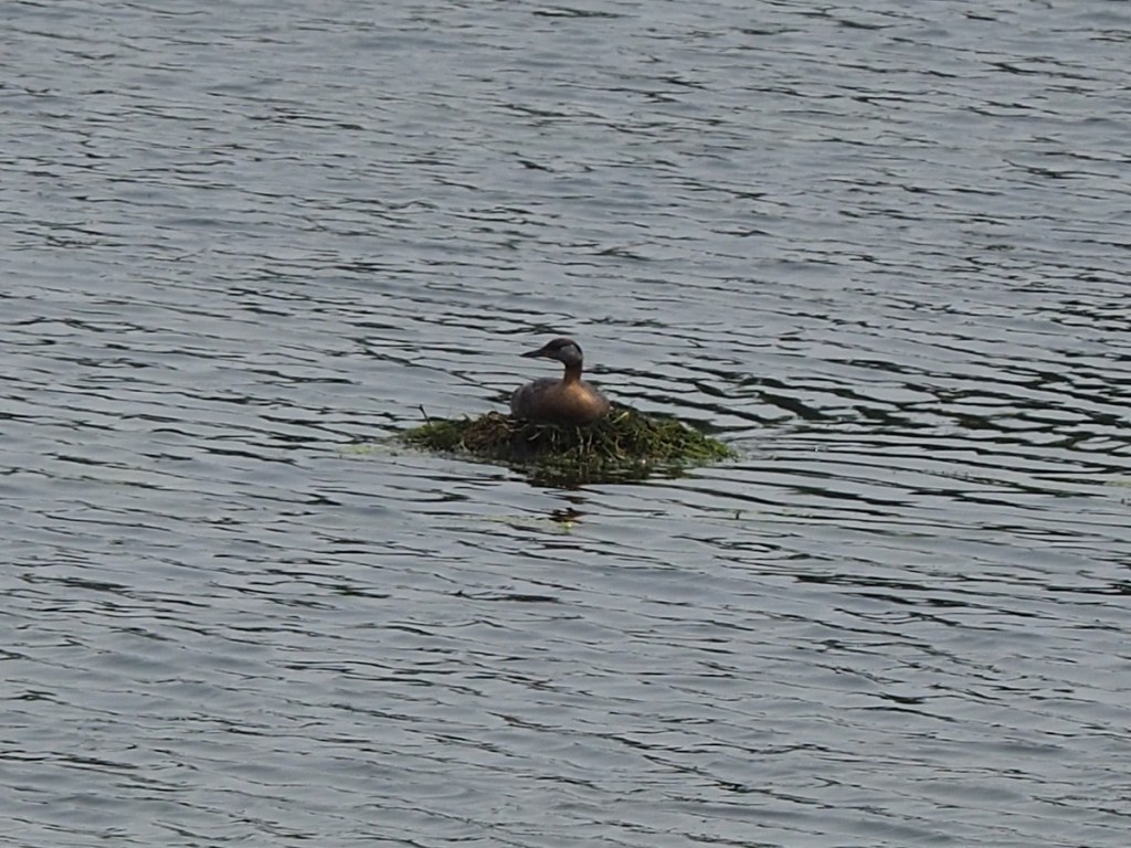wildlife Stormwater Wet Pond on Country Hills Blvd Calgary NE Simergphotos Malik Merchant