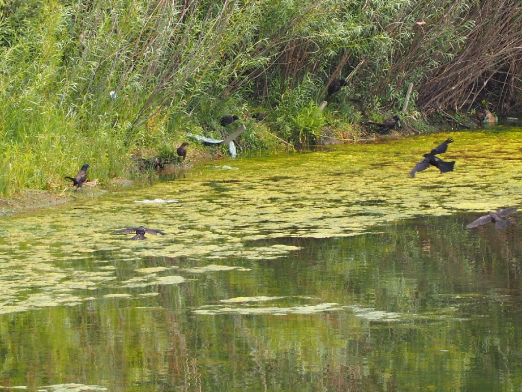 wildlife Stormwater Wet Pond on Country Hills Blvd Calgary NE Simergphotos Malik Merchant Red-Necked Grebe
