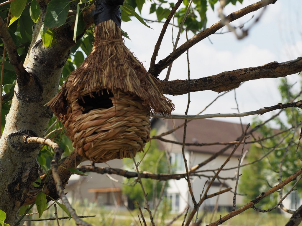 wildlife Stormwater Wet Pond on Country Hills Blvd Calgary NE Simergphotos Malik Merchant Red-Necked Grebe bird feeder