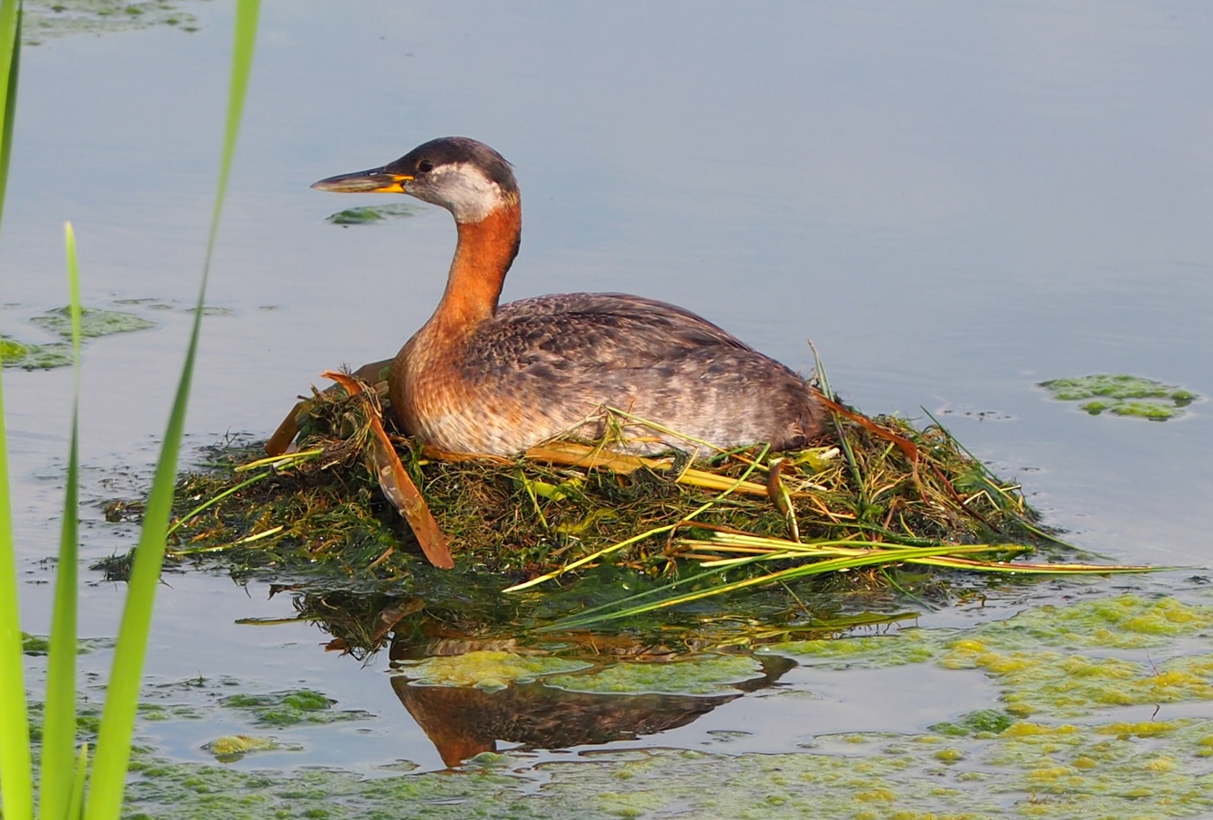 wildlife Stormwater Wet Pond on Country Hills Blvd Calgary NE Simergphotos Malik Merchant Red-Necked Grebe