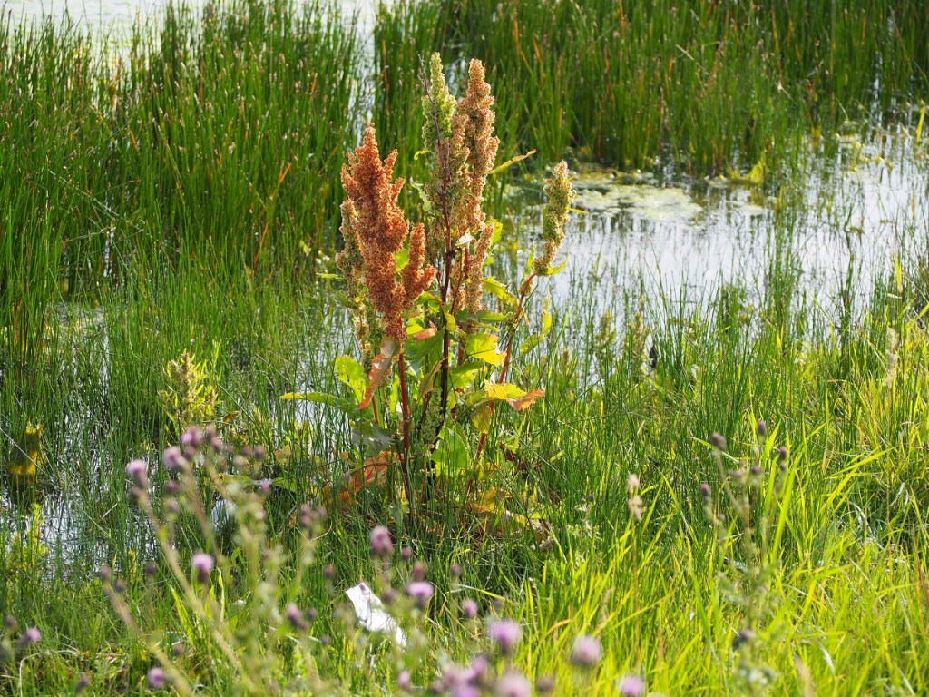 wildlife Stormwater Wet Pond on Country Hills Blvd Calgary NE