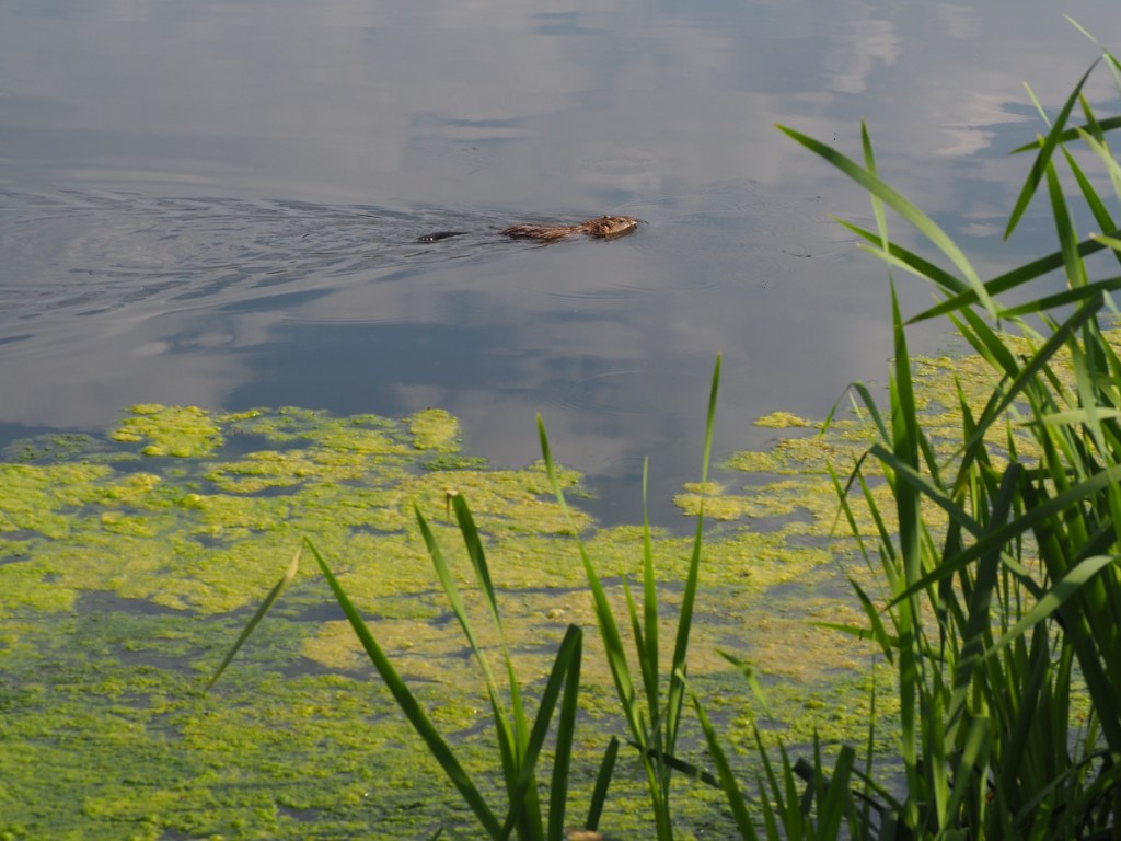 wildlife Stormwater Wet Pond on Country Hills Blvd Calgary NE Simergphotos Malik Merchant Red-Necked Grebe and muskrat