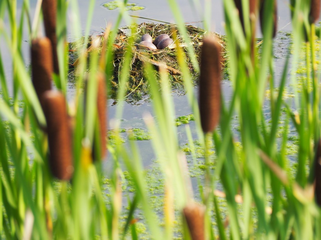 wildlife Stormwater Wet Pond on Country Hills Blvd Calgary NE Simergphotos Malik Merchant Red-Necked Grebe
