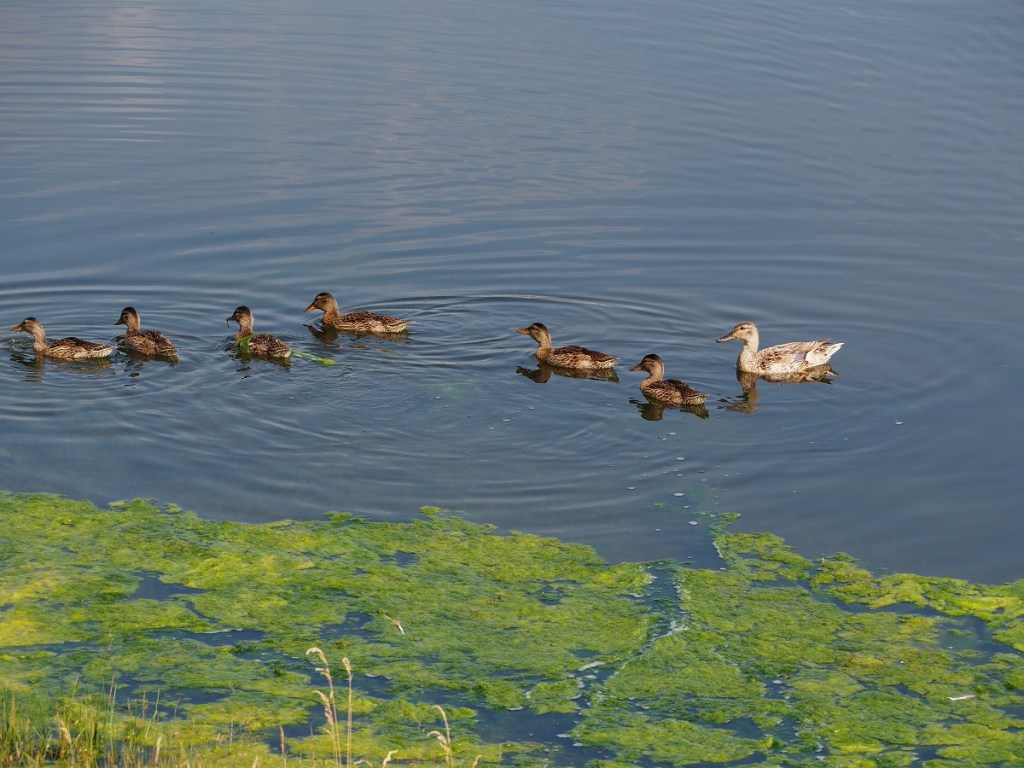wildlife Stormwater Wet Pond on Country Hills Blvd Calgary NE Simergphotos Malik Merchant Red-Necked Grebe