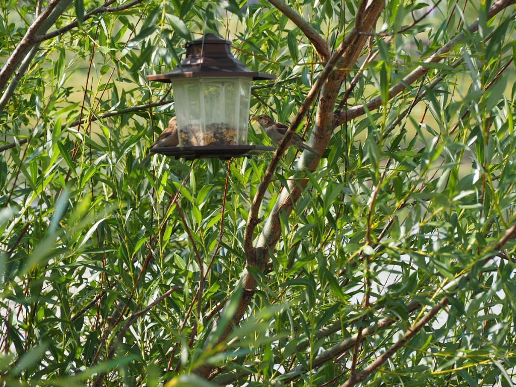 wildlife Stormwater Wet Pond on Country Hills Blvd Calgary NE Simergphotos Malik Merchant