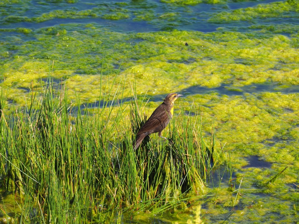 Red-Necked Grebe in Country Hills Calgary Pond, by Malik Merchant Simerg Photos