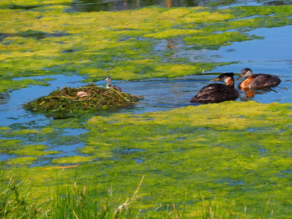 Red-Necked Grebe in Country Hills Calgary Pond, by Malik Merchant Simerg Photos