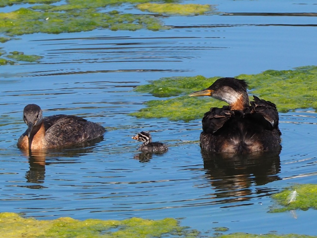 Red-Necked Grebe in Country Hills Calgary Pond, by Malik Merchant Simerg Photos