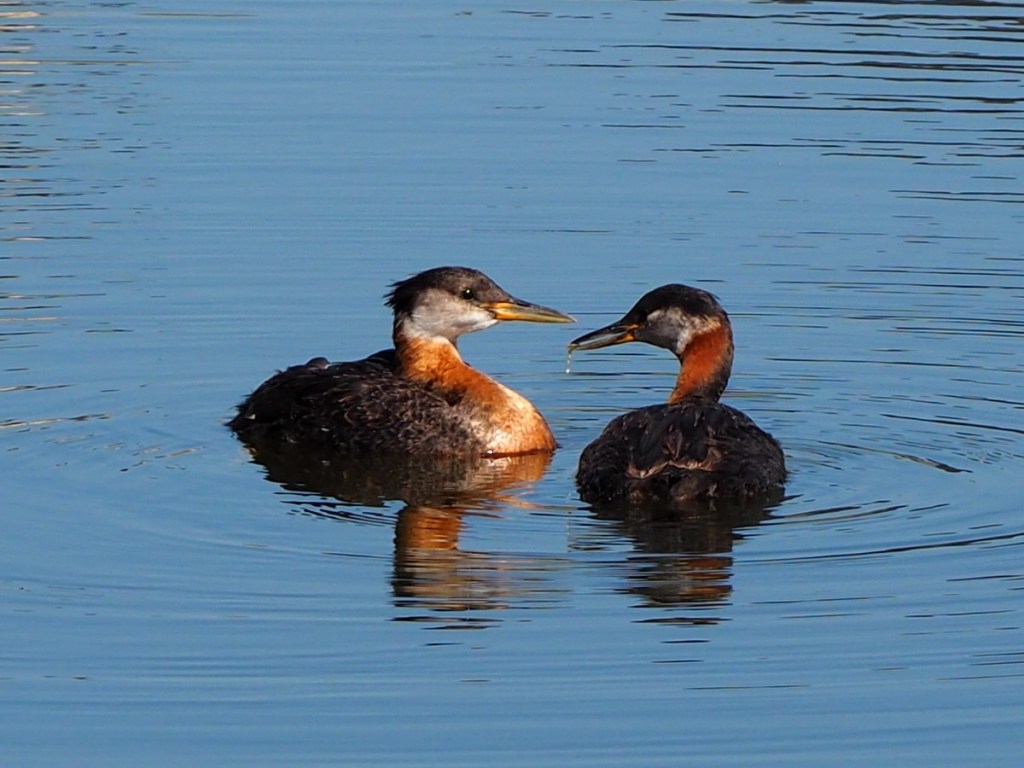 Red-Necked Grebe in Country Hills Calgary Pond, by Malik Merchant Simerg Photos