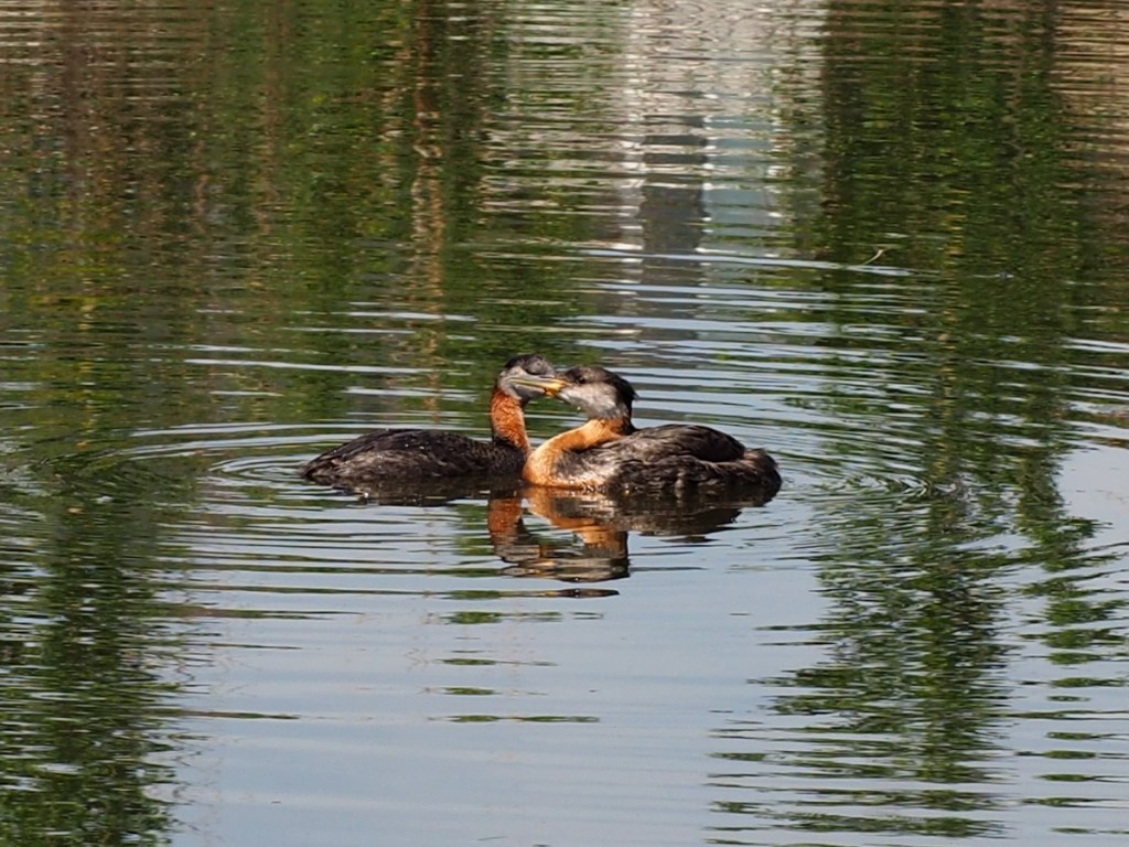 Red-Necked Grebe in Country Hills Calgary Pond, by Malik Merchant Simerg Photos
