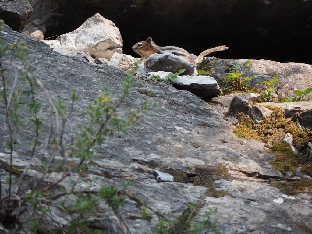 wioldlife at Grassi Lakes